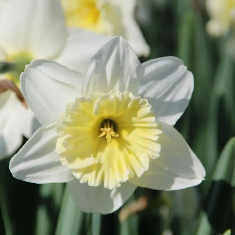 Narcissus 'Ice Follies'