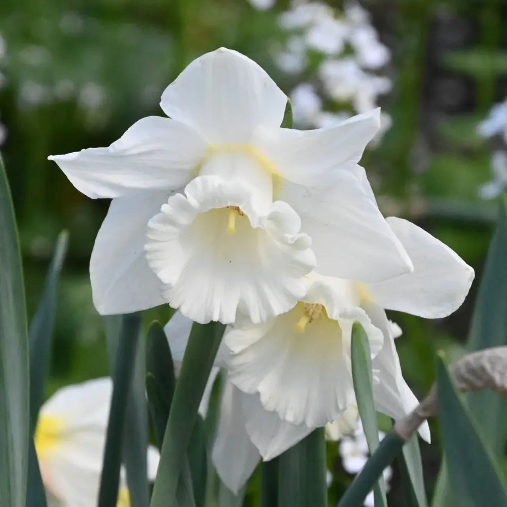 Narcissus 'Mount Hood'