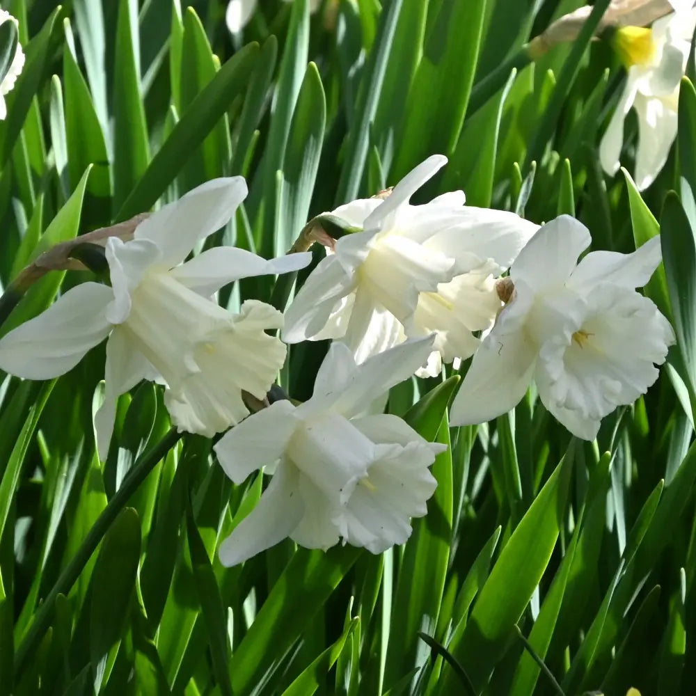 Narcissus 'Mount Hood'