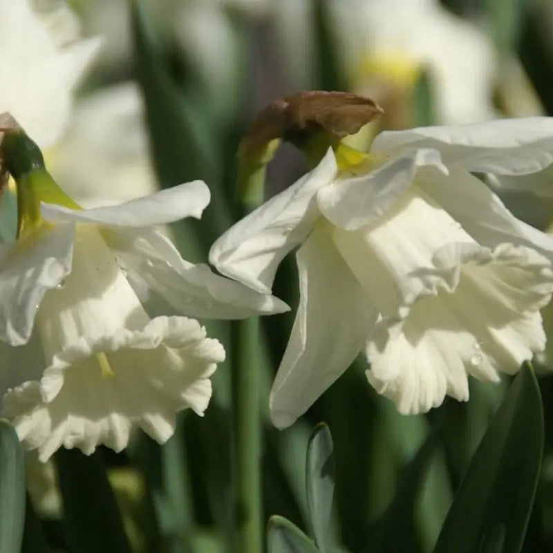 Narcissus 'Mount Hood'