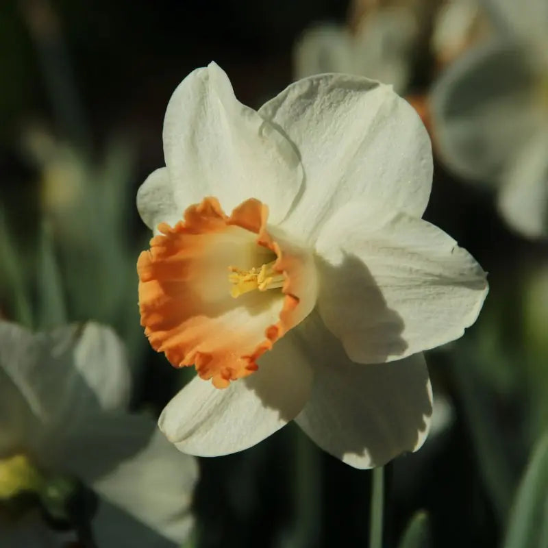 Narcissus 'Pink Charm'