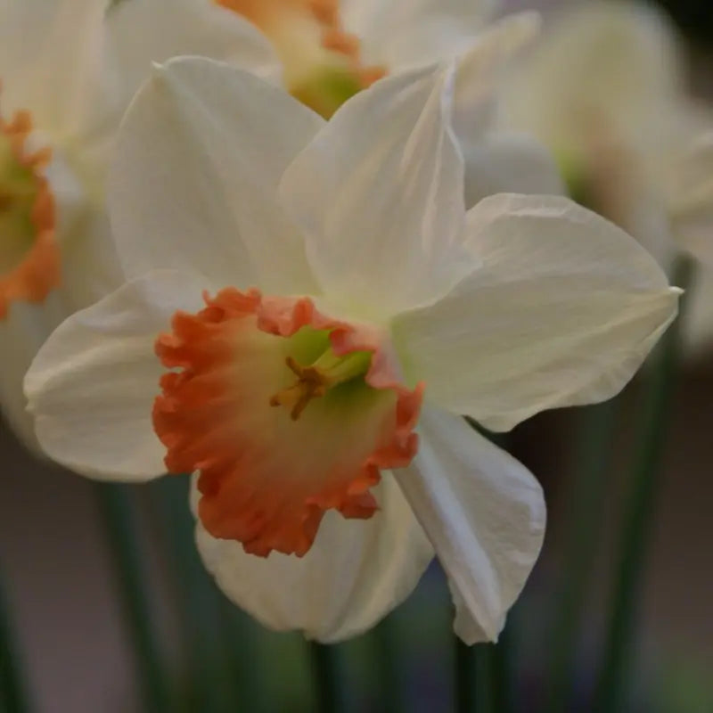 Narcissus 'Pink Charm'