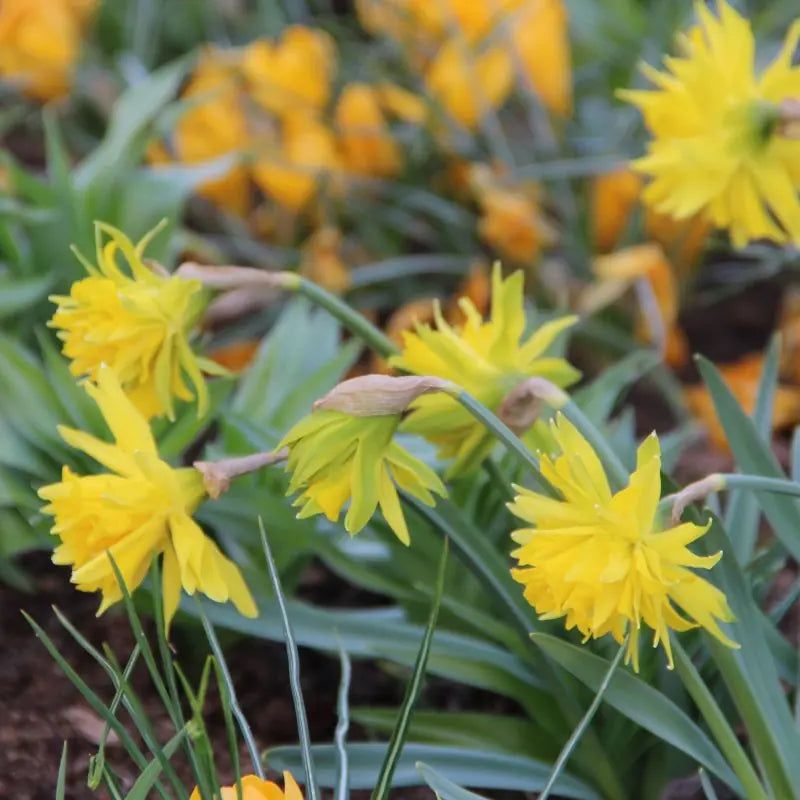 Narcissus 'Rip van Winkle'