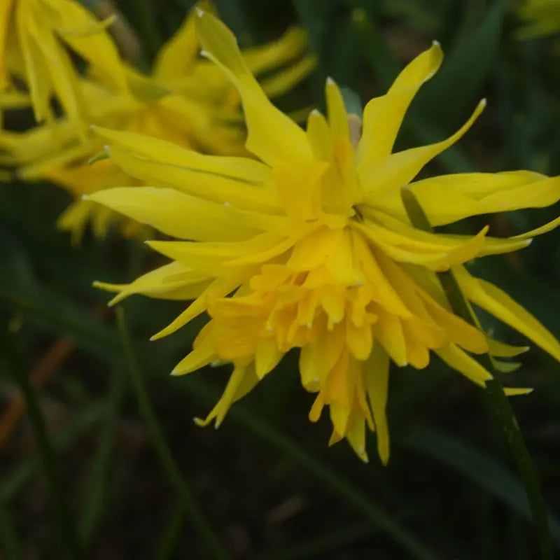 Narcissus 'Rip van Winkle'