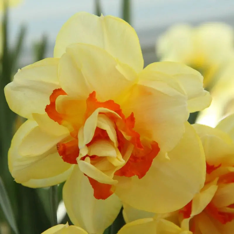 Narcissus 'Tahiti'