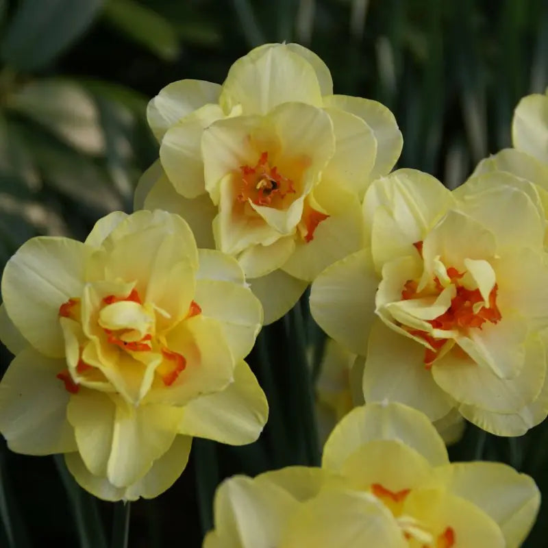 Narcissus 'Tahiti'