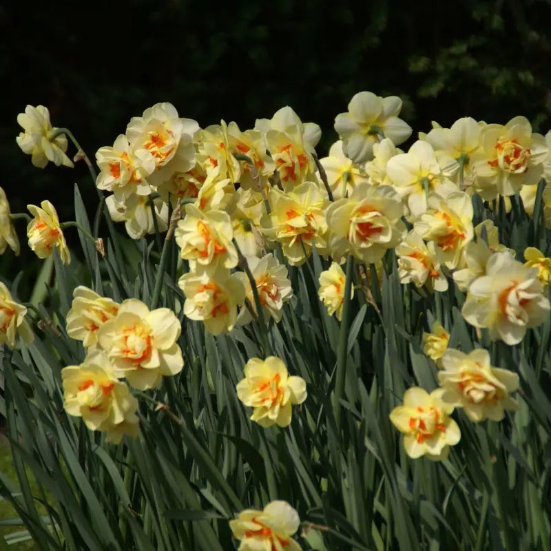 Narcissus 'Tahiti'