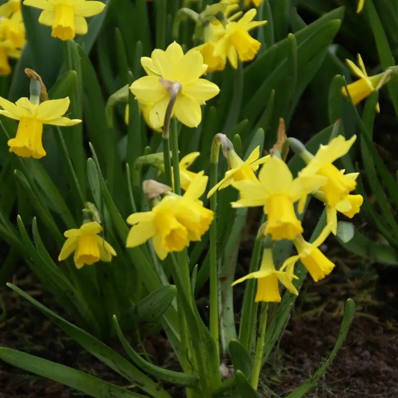 Narcissus 'Tête-à-Tête'