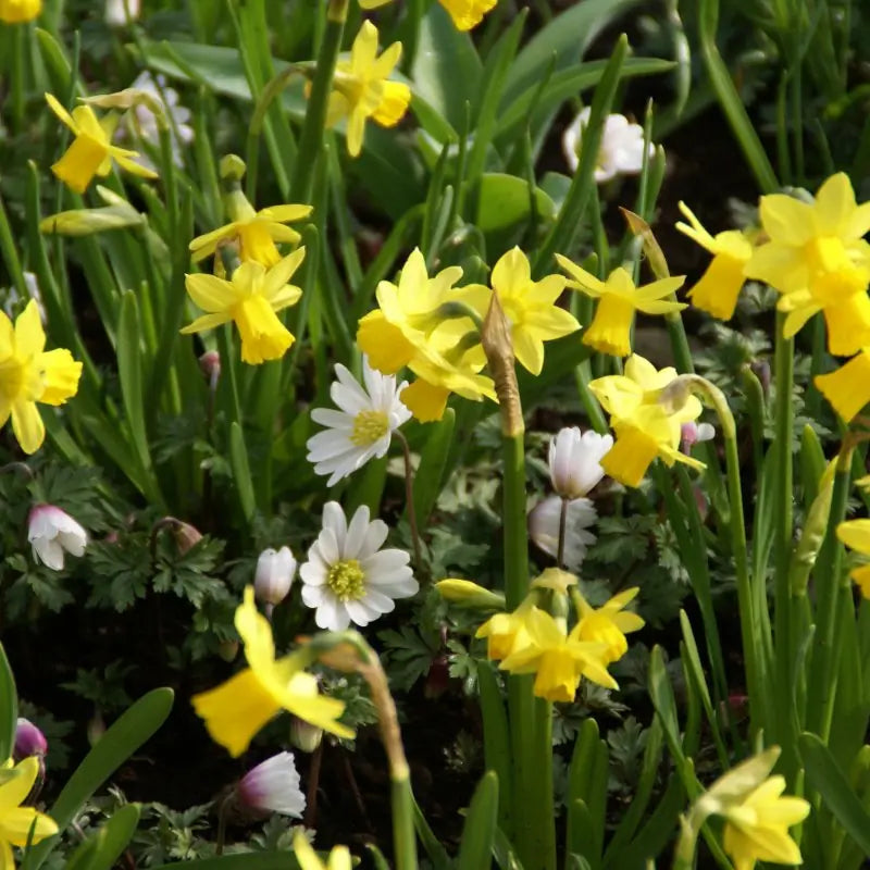 Narcissus 'Tête-à-Tête'