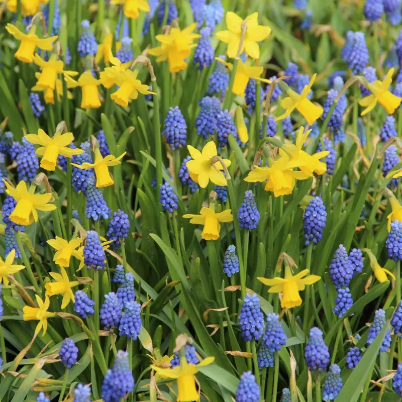 Narcissus 'Tête-à-Tête'