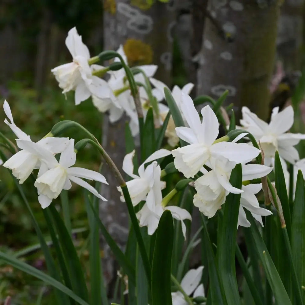 Narcissus 'Thalia'