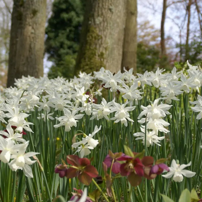 Narcissus 'Thalia'
