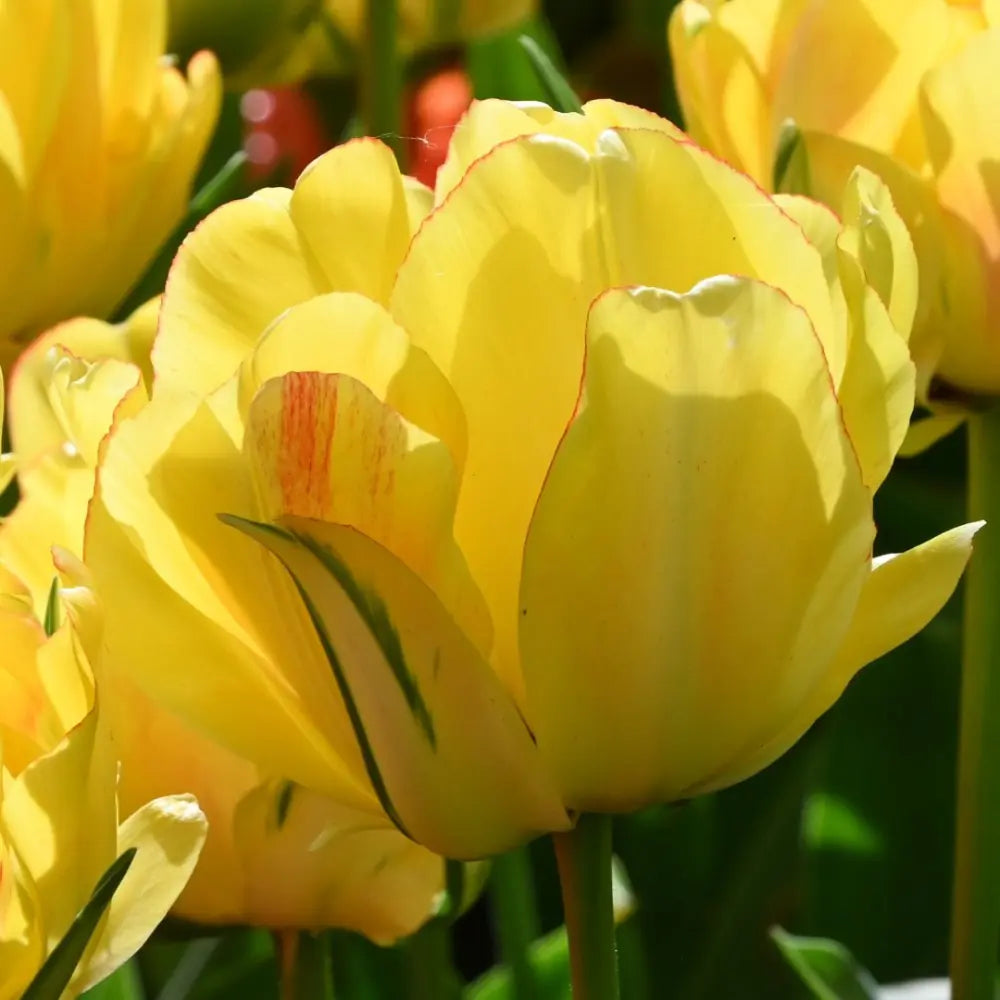 Tulipa 'Akebono'