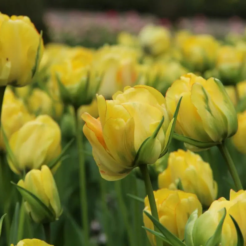 Tulipa 'Akebono'
