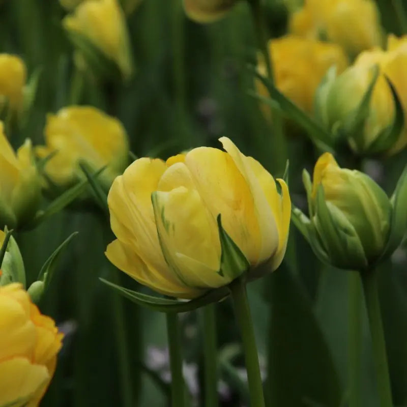 Tulipa 'Akebono'