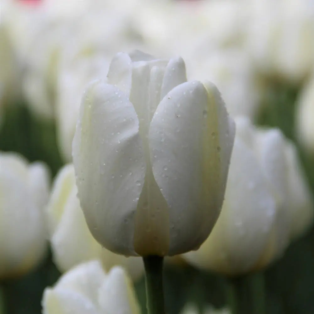 Tulipa 'Angels Wish'