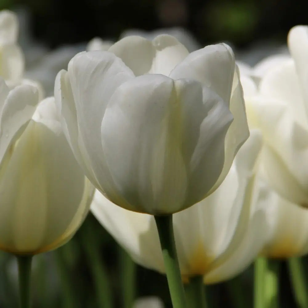 Tulipa 'Angels Wish'