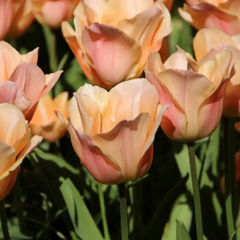 Tulipa 'Apricot Beauty'