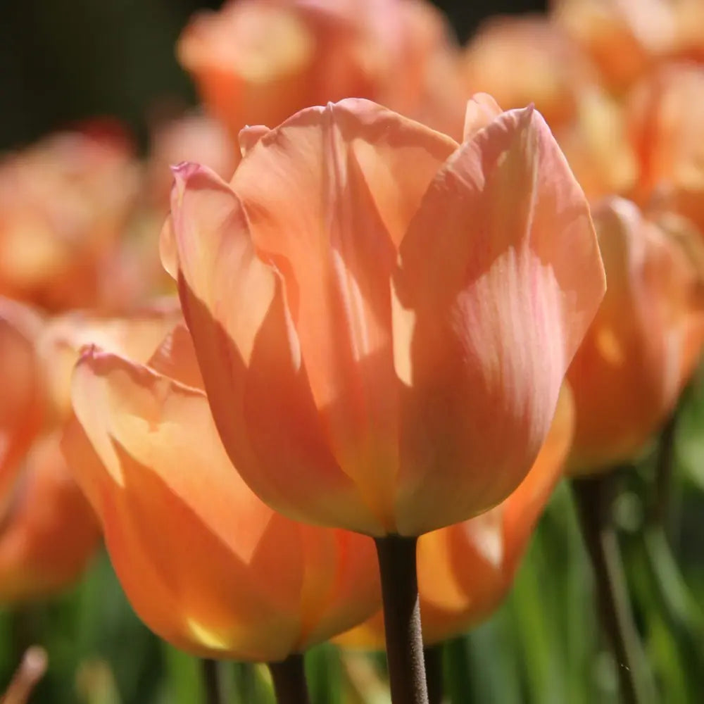 Tulipa 'Apricot Beauty'