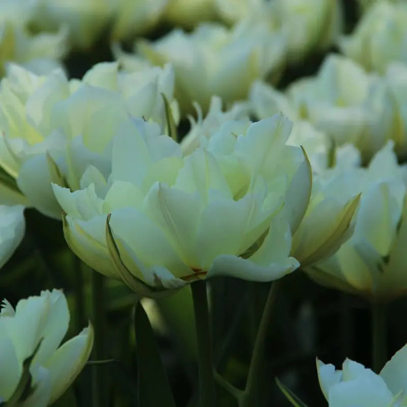 Tulipa 'Exotic Emperor'®