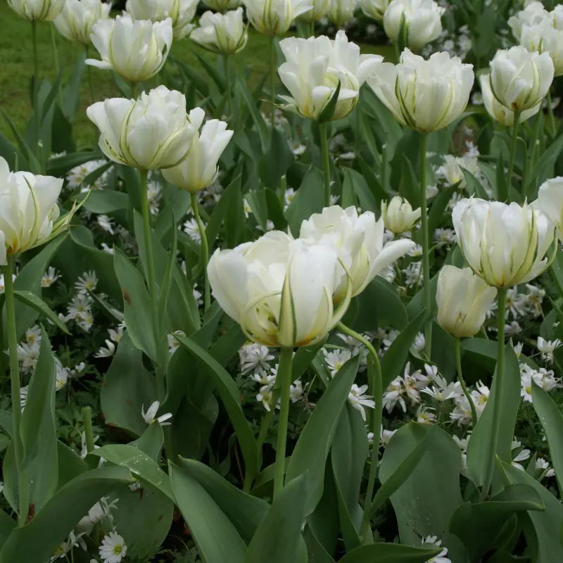 Tulipa 'Exotic Emperor'®