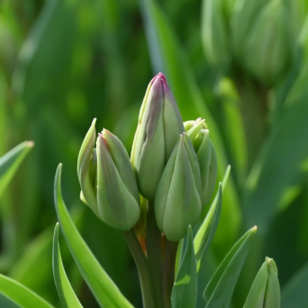 Tulipa 'Flaming Club'