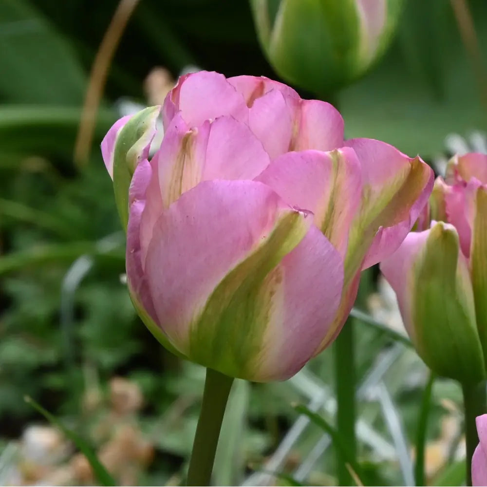 Tulipa 'Groenland'