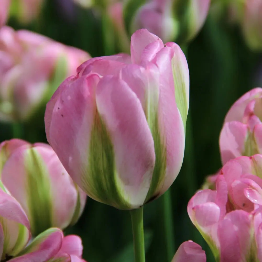 Tulipa 'Groenland'