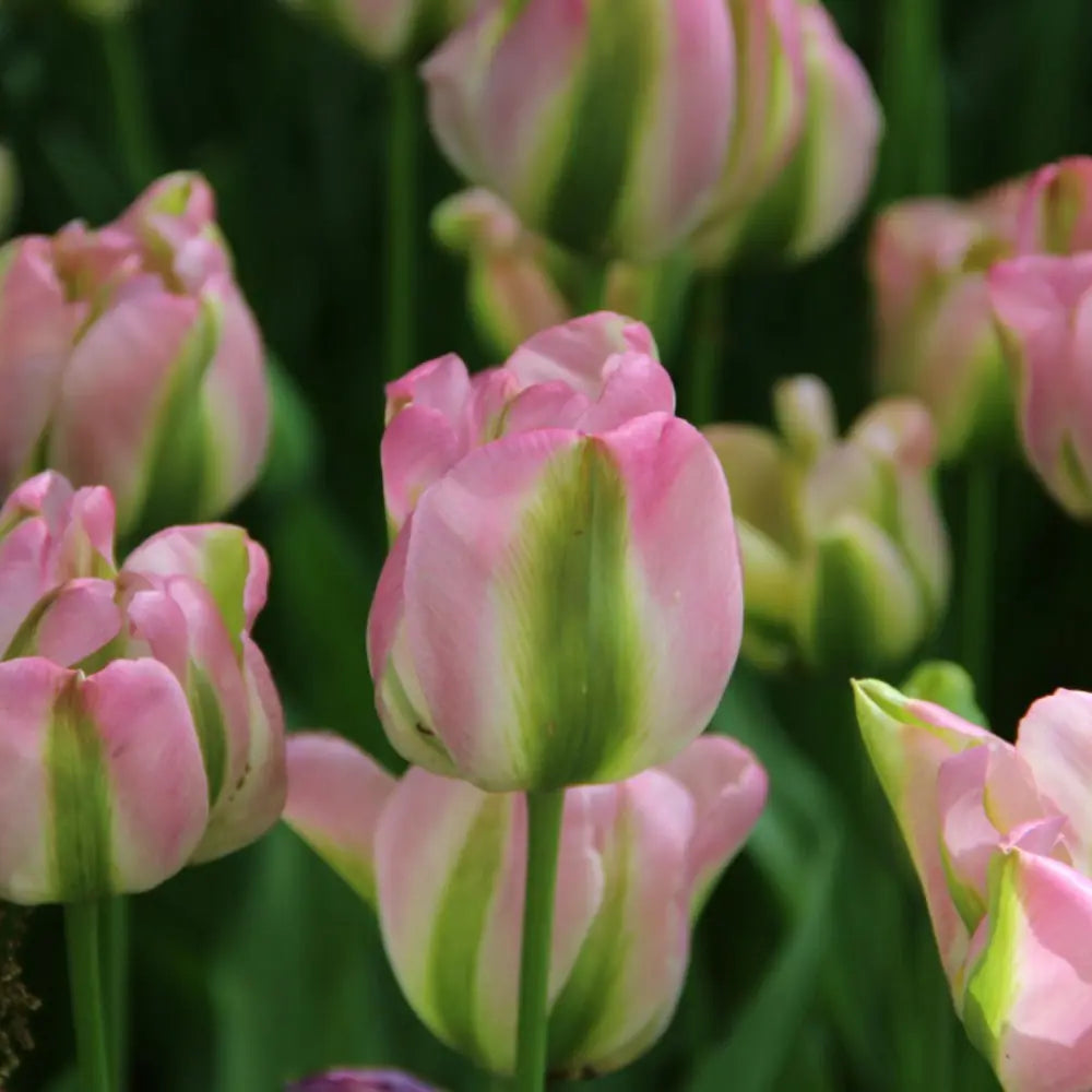 Tulipa 'Groenland'