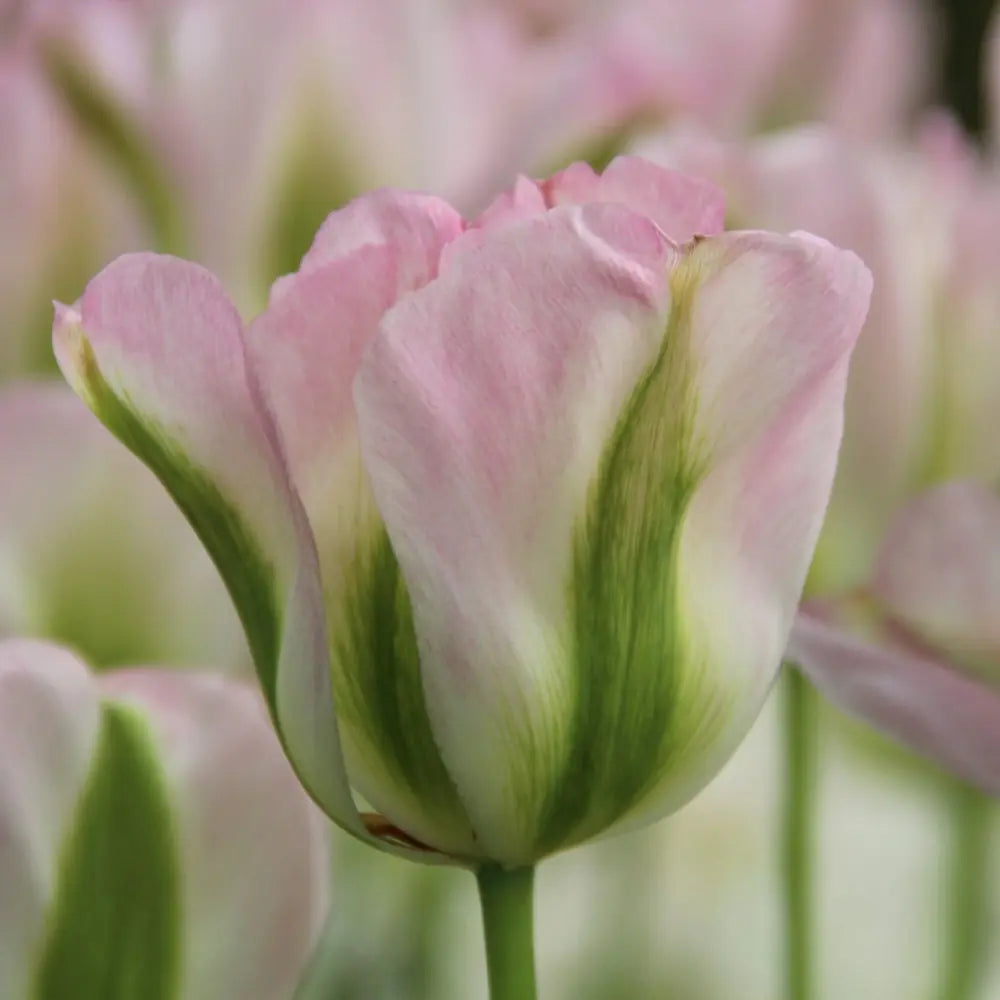 Tulipa 'Groenland'
