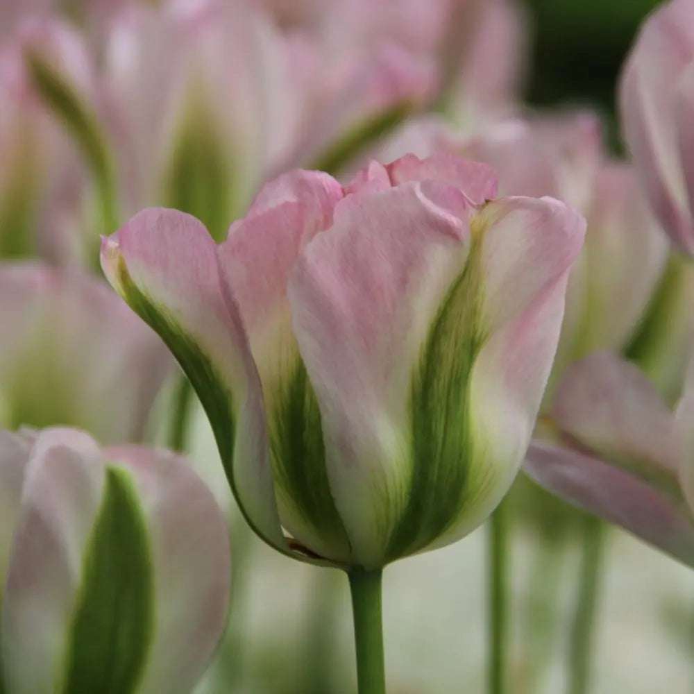 Tulipa 'Groenland'