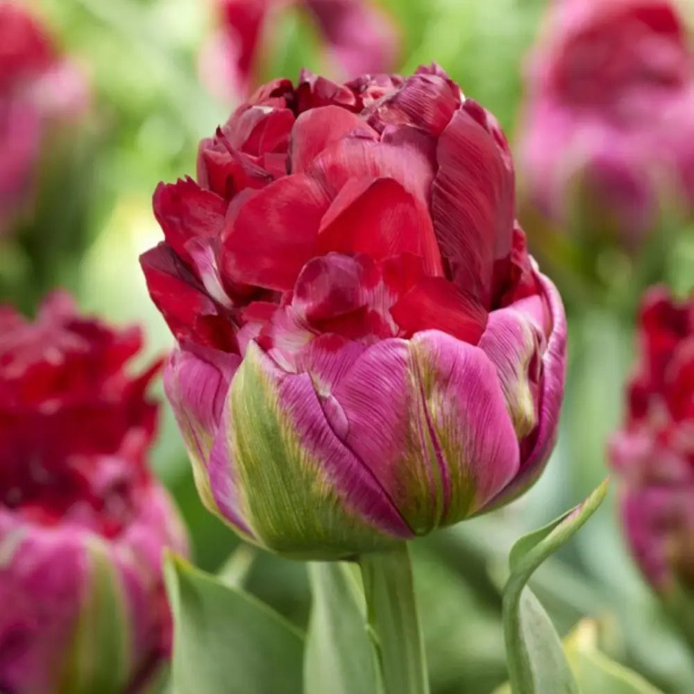 Tulipa 'Ice Cream Cranberry' ®
