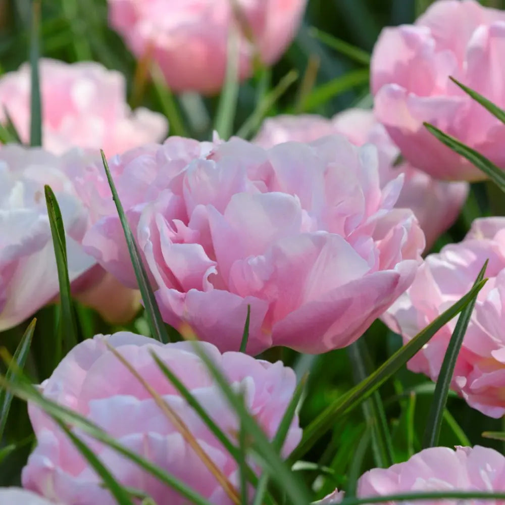 Tulipa 'Mariage'