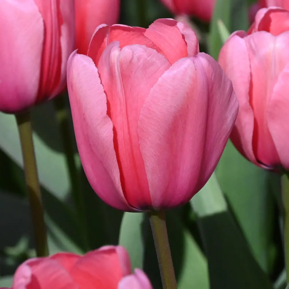 Tulipa 'Pink Impression'®