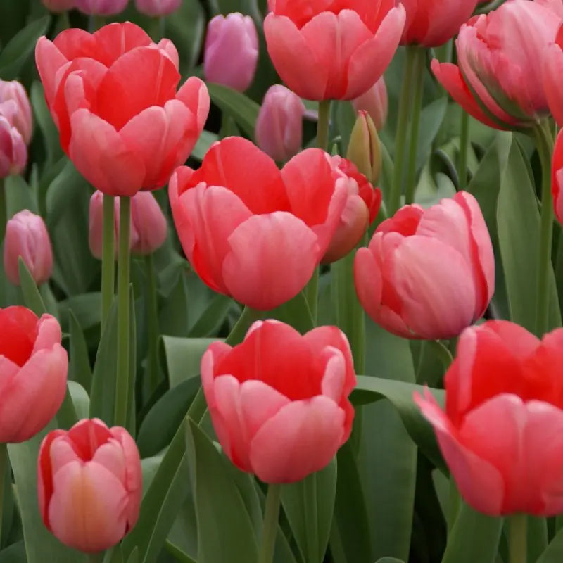 Tulipa 'Pink Impression'®