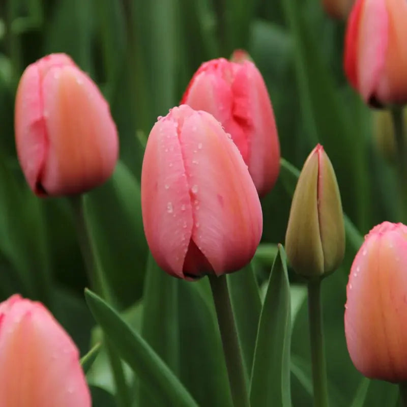 Tulipa 'Pink Impression'®