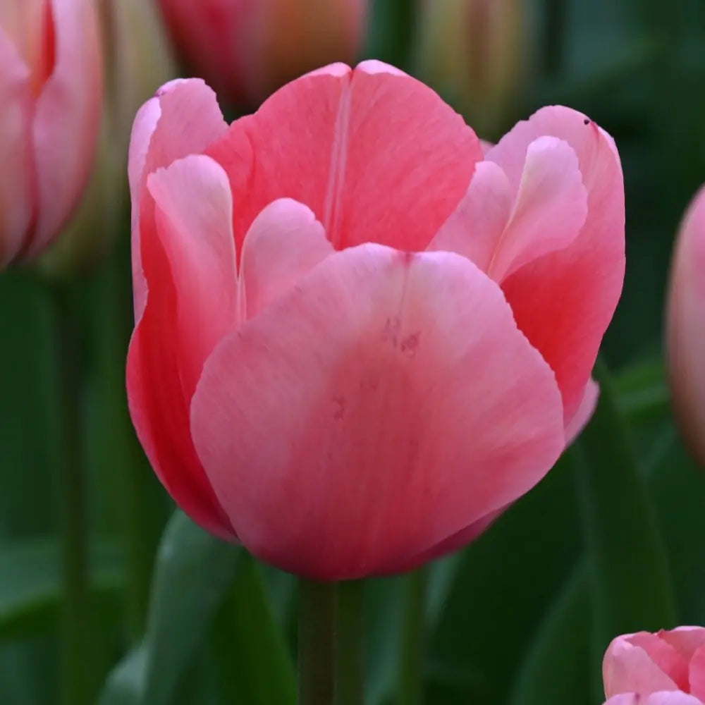 Tulipa 'Pink Impression'®