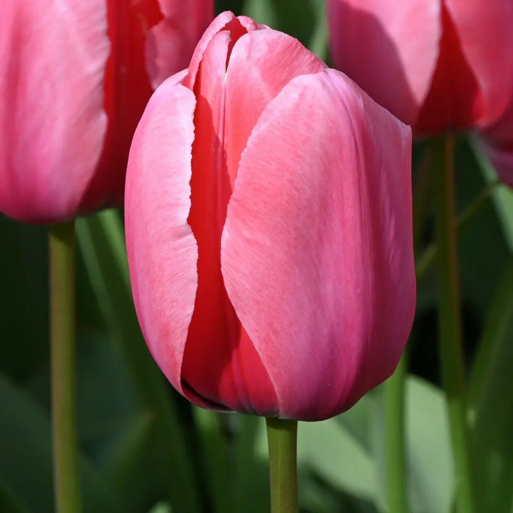 Tulipa 'Pink Impression'®