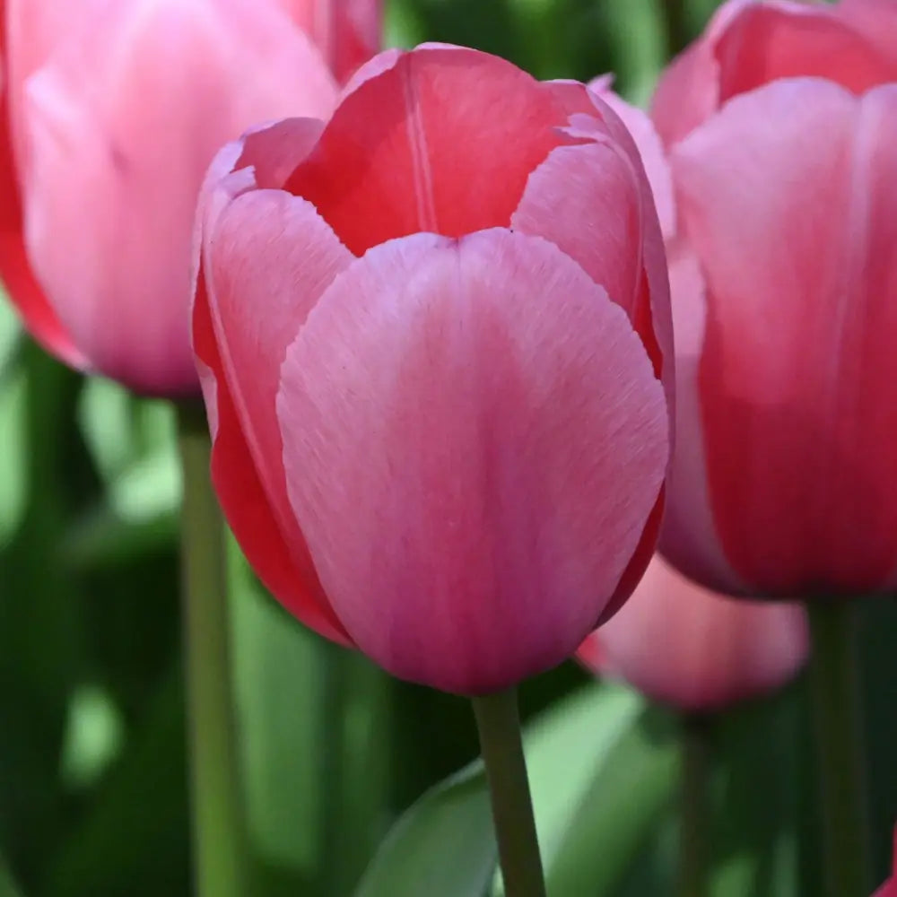 Tulipa 'Pink Impression'®