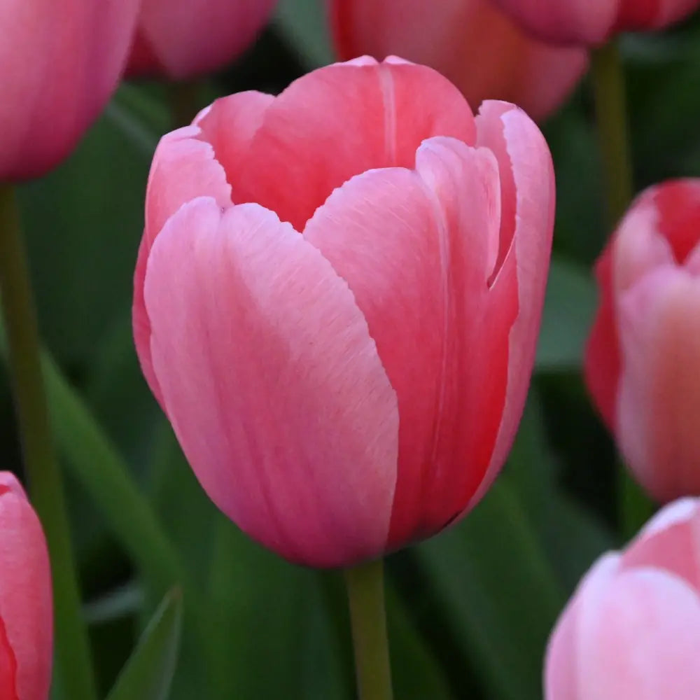 Tulipa 'Pink Impression'®