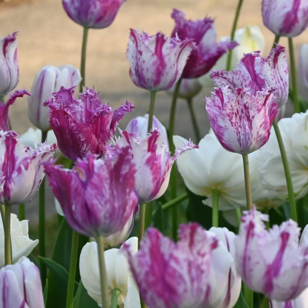 Tulipa 'Purple Circus'