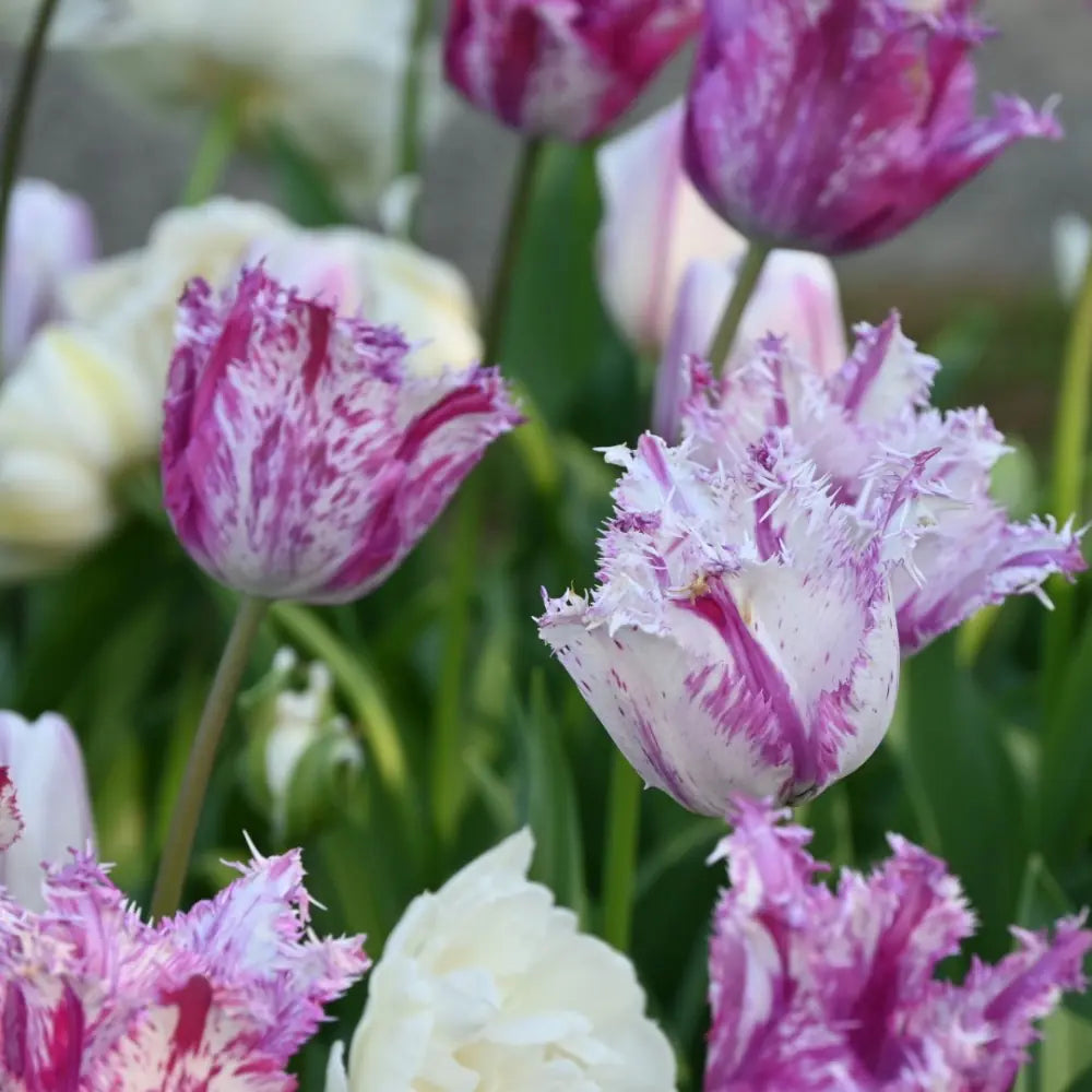 Tulipa 'Purple Circus'