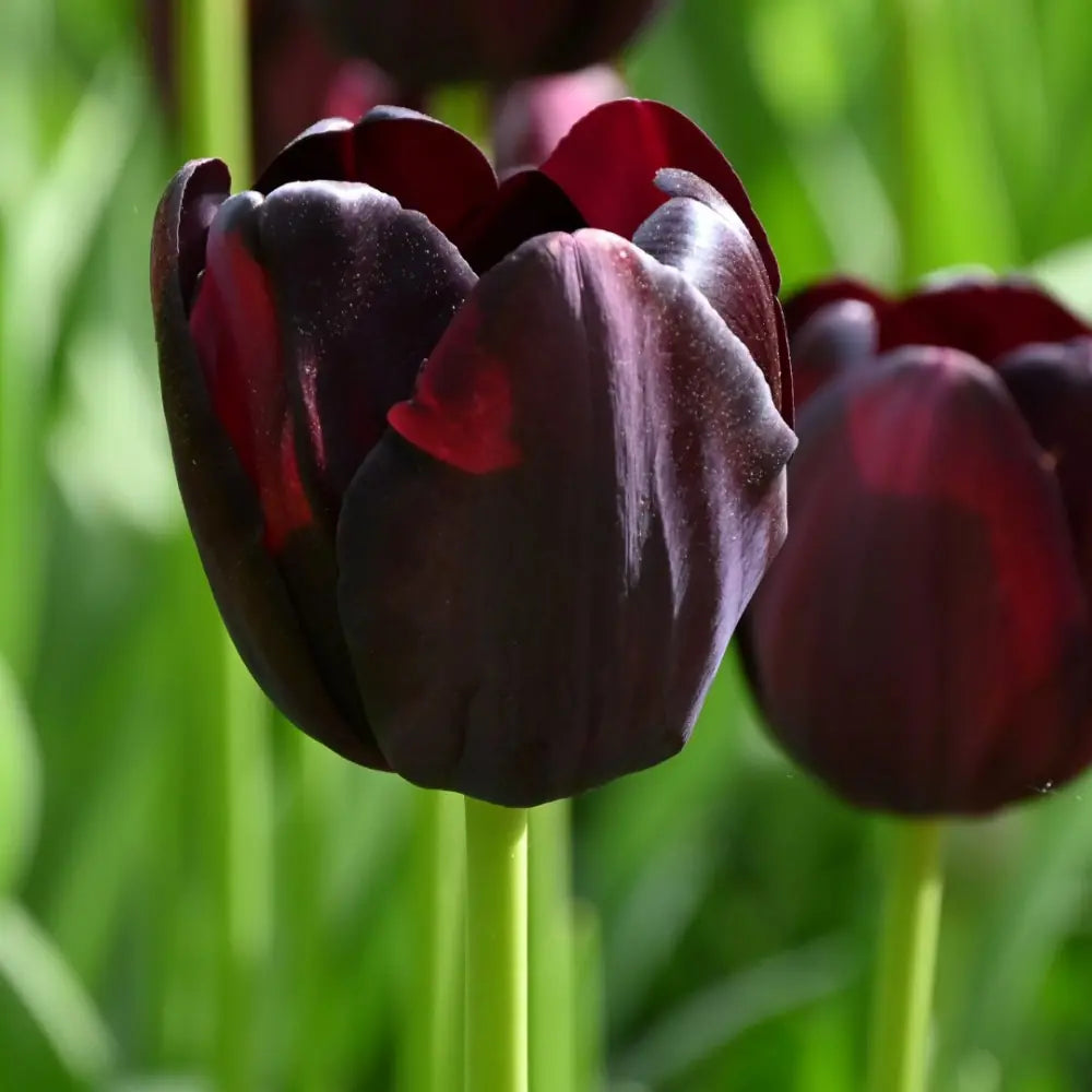 Tulipa 'Queen of Night'