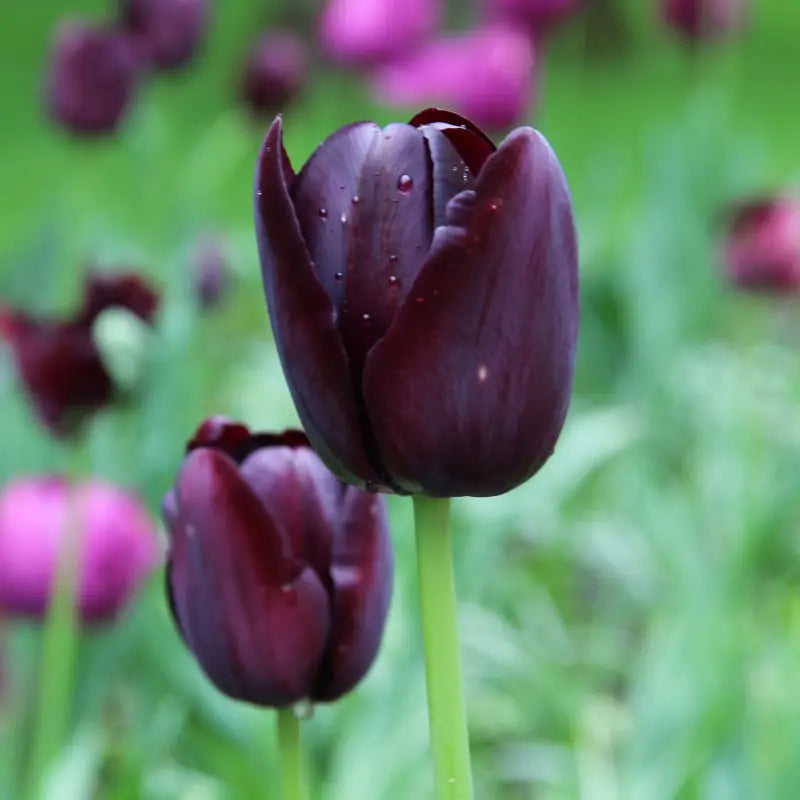 Tulipa 'Queen of Night'