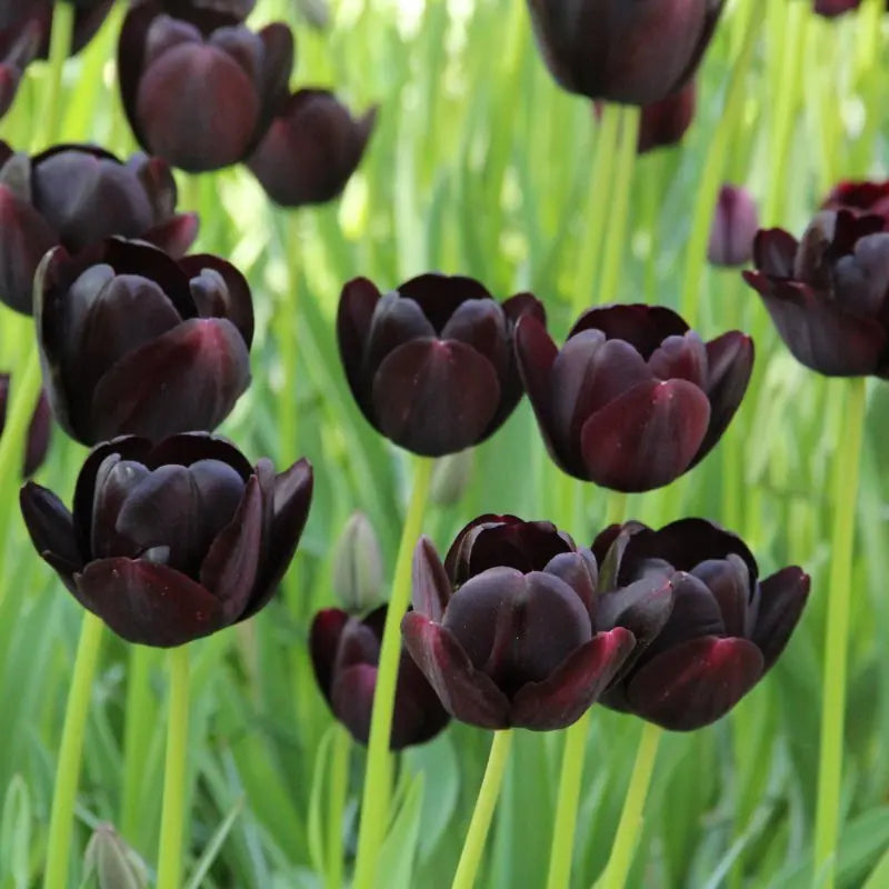Tulipa 'Queen of Night'