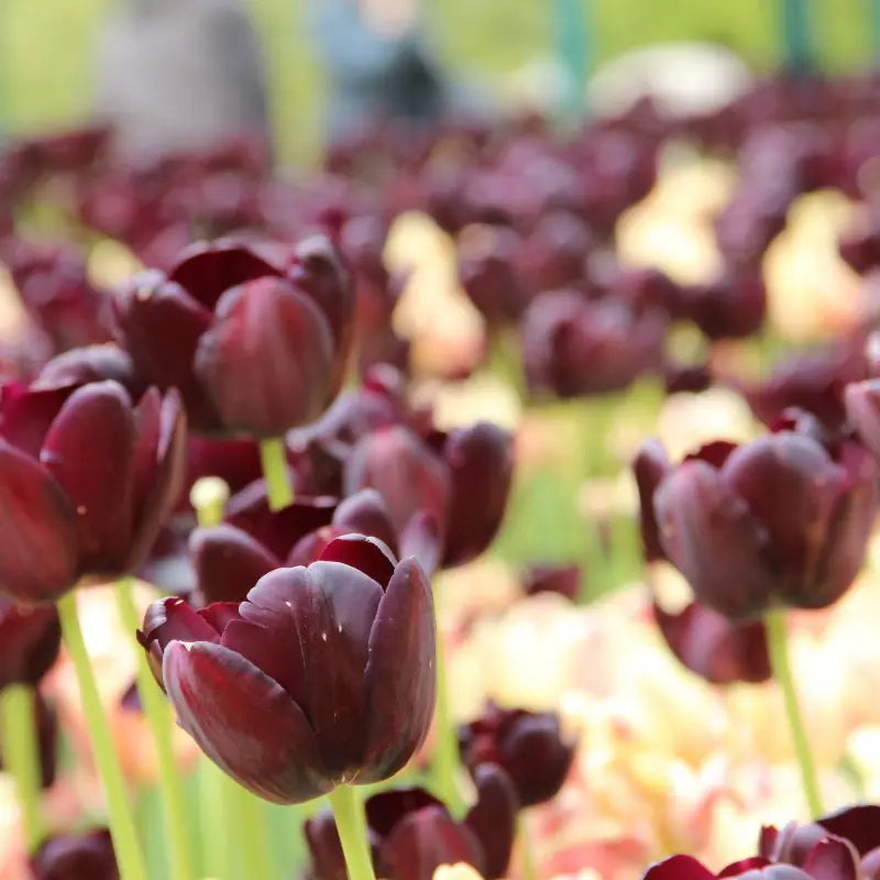 Tulipa 'Queen of Night'