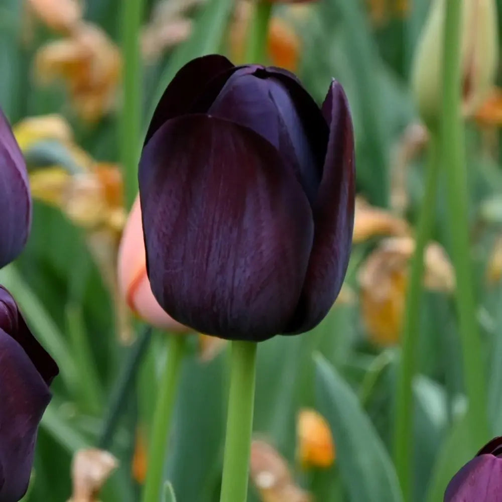 Tulipa 'Queen of Night'