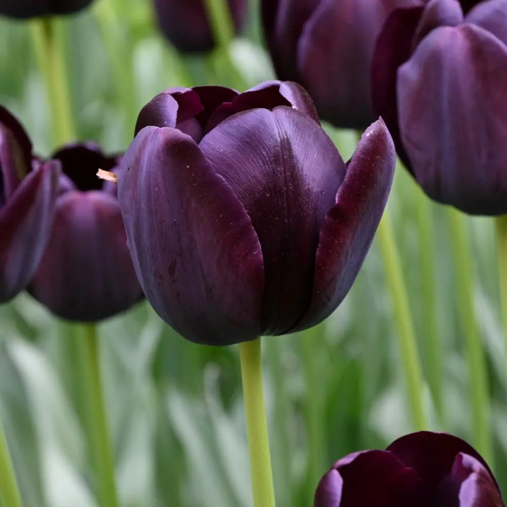 Tulipa 'Queen of Night'