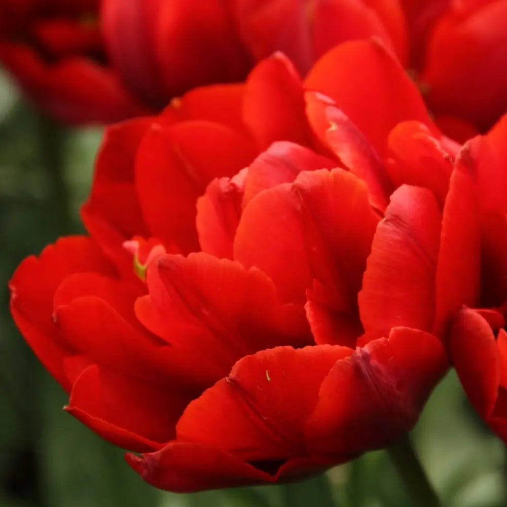 Tulipa 'Red Princess'